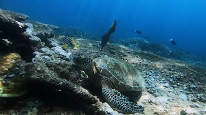 8.1K views · 229 reactions | SIPADAN ISLAND SCUBA DIVING in SEMPORNA MALAYSIA (BEST DIVE SITE IN THE WORLD) #BestDiveSite #Sipadan #Semporna | PlayTrip | Facebook