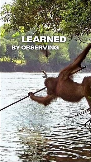 The Orangutan That Learned to Spearfish
