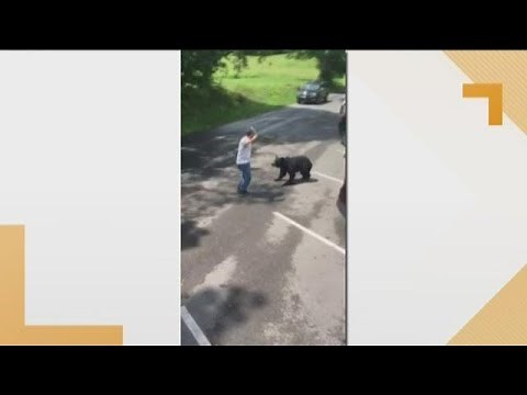 Mama bear lunges at man who gets too close to her cubs