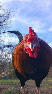 what type of ruster?