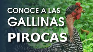 La gallina Piroca, también conocido como carioca o de cuello desnudo es una raza de pollo que, naturalmente, carece de plumas en el cuello. El nombre "cuello desnudo" surgió de la idea errónea de que el ave era un híbrido de pollo y pavo doméstico. Las gallinas Pirocas son bastante comunes en América del Sur. El rasgo de un cuello desnudo es dominante controlado por un gen y es bastante fácil de introducir en otras razas, sin embargo, estos son híbridos en lugar de verdaderos Pirocas, que es una