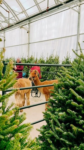 GUESS WHO’S BACK! 🦙🎄✨ Our famous Christmas Alpacas are making their grand seasonal debut at the Christmas Open House this Thursday, Nov 20, from 11am–4pm! 🎁 Come snap the perfect holiday photo-or just stop by for a fuzzy hello. They’ll be hanging out all day with a quick break from 1–1:30pm. See you Thursday! Christmas comes alive at Dutch Growers. | Dutch Saskatoon