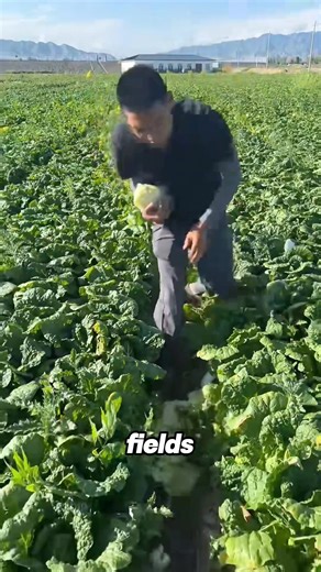 7.5K views · 67 reactions | Chinese farmers earn million of dollars through cabbage by fermentation and become kimchi #chinese #farmer #earnmoney #million #dollar | Lee Yumi | Facebook