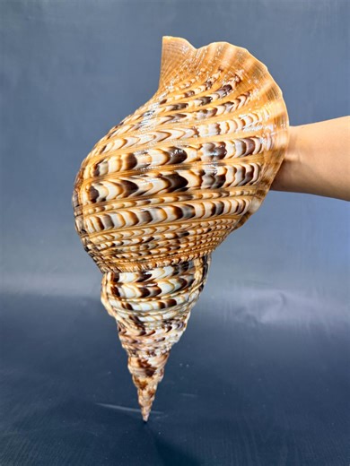15.6" (390mm) SUPER RARE Large Conch Shell, Triton Trumpet Conch shell, Natural Queen Seashell for Collection, Big Sea Snail for home decor