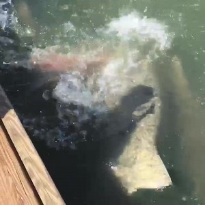 505K views · 6.4K reactions | Wherever you clean fish, sharks will figure it out. Creeks, Rivers and off docks, they’re around us. Cool video by Eric Moore with EZ Cat Charters. | Outcast Sport Fishing | Facebook