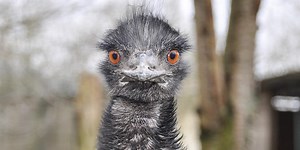 Can You Name These Australian Animals? Level 3