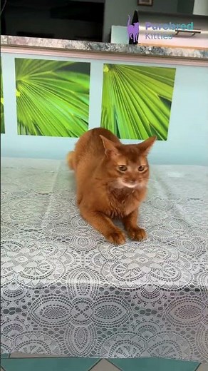 Meet Alisa; Your Adorable Somali Kitten 🐾 Sorrel Beauty Looking for Her Forever Home! #SomaliKitten