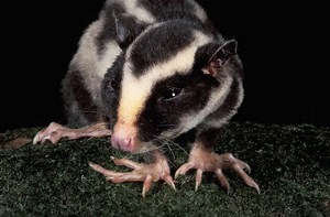 The adorable striped possum is Australia’s little secret - Australian Geographic