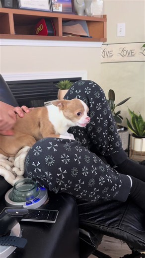 #dog #viral #fyp #paratii #foryoupage | chihuahua