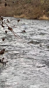 464K views · 10K reactions | Super Cooper #pheasantshooting #labradorretriever #chocolatelab #foxredlab #yellowlab #blacklabsquad #training #teampureflax #gundogtrainer #slingleygundogs #pickingupteam #instavideo | Slingley Gundogs | Facebook