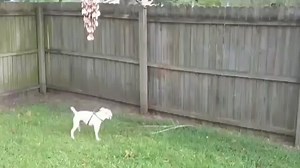 124K views · 2.2K reactions | Jack, Nobody wants to play, I play alone... #jackrussell #perro #dog | Jack Russell MS | Facebook