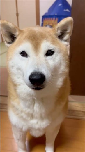 Shiba Inu Fuku Shiba Inu is a little embarrassed when being celebrated for his birthday🤣Sister an...