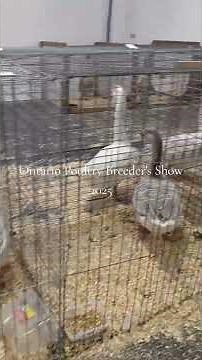 Ontario Poultry Association Show 2025