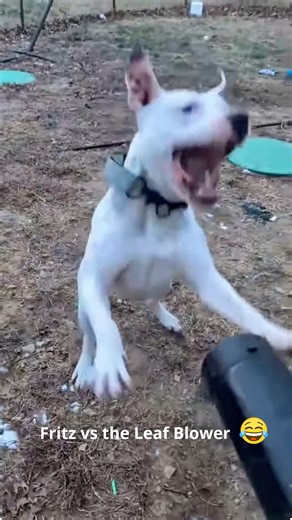 💔 480 days. That’s how long Fritz has been waiting — watching, hoping, believing that his forever person is out there. He’s been the goodest boy for nearly a year and a half, but somehow, he keeps getting overlooked. Maybe it’s because he’s deaf. Maybe because he’s 80 pounds of love in a big white pittie body. Maybe because he’s picky — no cats (he loves them...too much), and he prefers to be the big man on campus when it comes to other male dogs. But none of that should mean he waits this long