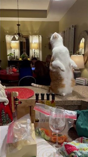 Curious Cat Explores Kitchen Ceiling Light