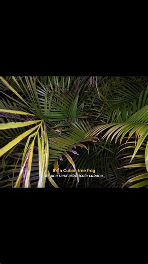 Rana arborícola cubana 🐸 | Giorgiana Rosas
