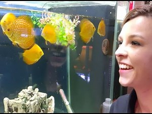 Yellow discus - Enhance their color and prevent them turning orange! I DISCUS DIVANA