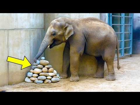 Lonely Elephant Kept Placing Stones in Corner of Enclosure, Then Experts Found Out Why