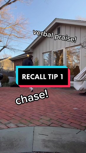 Train Your Dog to Walk Backwards: Essential Tips and Tricks