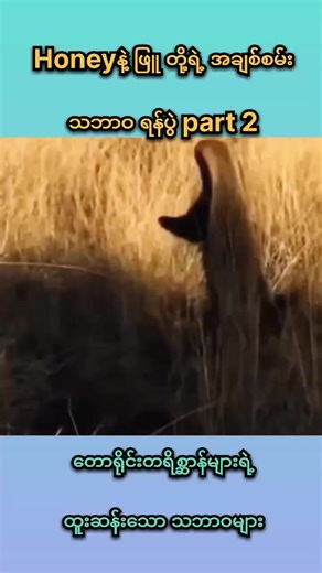 Honeyနဲ့ ဖြူ သဘာဝရန်ပွဲ#animals #fypシ゚ #foryoupage #foryou #wildanimals