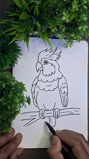 how to draw cockatoo | cute cockatoo drawing | cockatoo drawing easy