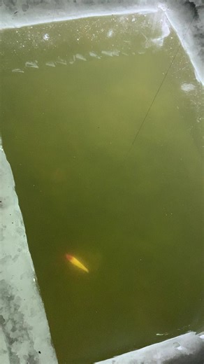 Ice Fishing Techniques: Mastering Spearing with Decoys