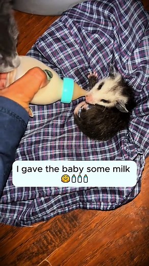 Rescue a baby opossum #rescueanimals #rescue #opossumsoftiktok #opossum #fyp | Nora Sky