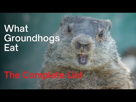 What Groundhogs Eat - The Complete Woodchuck Diet