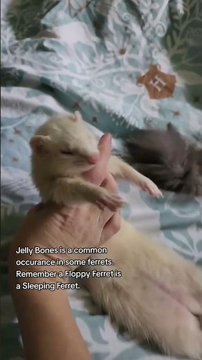 Funny ferret moments that will make you laugh 😂🐾
