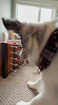 Cute dog experiences pure joy after getting 25 door stoppers for Christmas