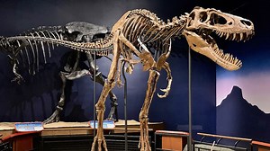 Study Showing T. Rex as Smart Probably Wrong