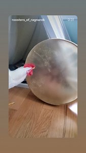 14 reactions | Wardruna on Reels | Facebook