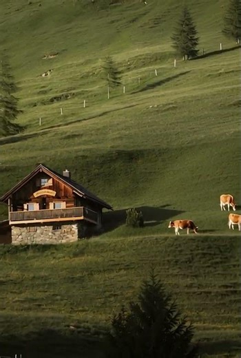 Swiss Hut And Cows