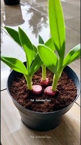 11K views · 28 reactions | Planting shallots in a pot and watching them grow day by day is so satisfying  From tiny shoots to healthy green leaves, this simple method proves you don’t need a big garden to grow your own food. Perfect for small spaces and beginners! #ContainerGardening #ShallotGrowing #GrowYourOwnFood #HomeGardening #UrbanGardening #GardenProgress #PlantGrowth #GardeningLife #SmallSpaceGardening #GrowingVegetables | Nia SewingTips | Facebook