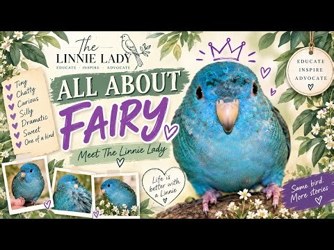 All About Fairy! 💜 Meet Our Lineolated Parakeet Ambassador Bird 🐦👑 | Q&A