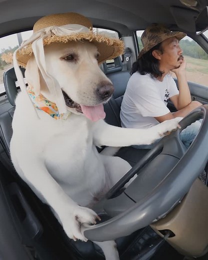 GoPro on Instagram: "#BlackFriday sale 🚨 Paws your scroll, get or gift a GoPro from just $179 👇 🎁 #GoProHERO for $179 🎁 #GoProHERO13 Black for $339 + free 1-year GoPro Subscription 🎁 15% off bundles + other select cameras 🎁 Free US shipping when you shop at GoPro.com 🎥 $500 #GoProAwards recipient @artwood.ig #GoPro #GoProPets #DogsOfInstagram #Deals #Shopping #HolidayShopping #GiftIdeas"