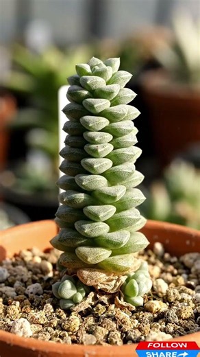 These Succulents Don’t Even Look Real 🌱 Time Lapse Growth