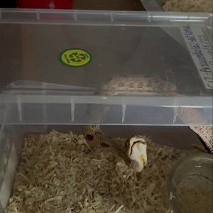 68K views · 1.4K reactions |  Ummm, are you good young lady?  | AML Reptiles | Facebook