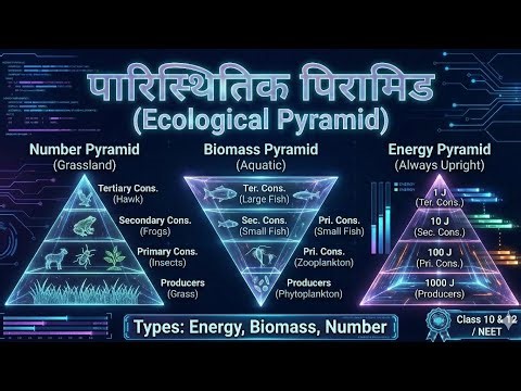 Ecological Pyramids Explained in Hindi | Energy, Biomass & Numbers