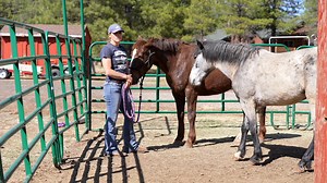 12K views · 256 reactions | Ugh working with horses can be so tough!...