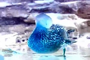 Baby Neptune in G Major [Part 1]