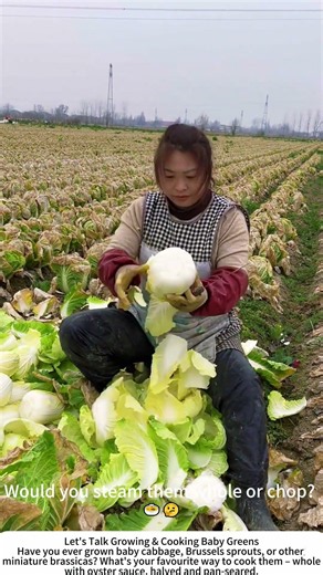 Harvesting Baby Cabbage (Wawa Cai) – Small, Sweet, and Tender 🥬🧑‍🌾