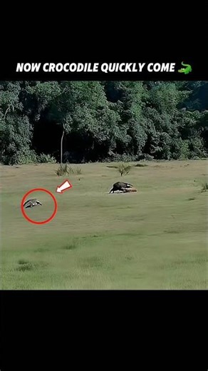 Crocodile's Quick Action 💀... #viralshorts #viralytshorts #short #animalshorts #ytshorts #crocodile