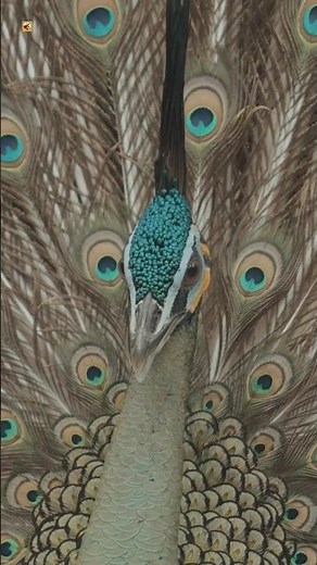 Male Peacock Sounds 🦚