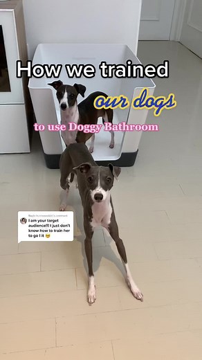 Training Tips: How to Get Your Dog to Use Doggy Bathroom