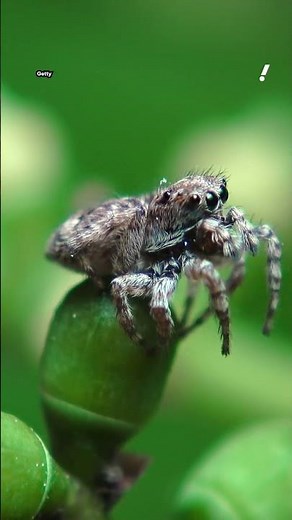 Tiny rainbow spider spotted for the first time in Aussie state | #yahoonewsau