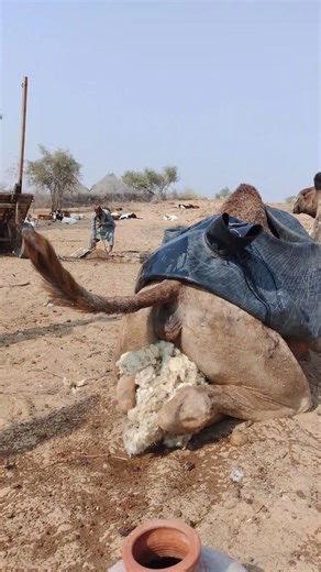 العنوان بالعربية:"معاناة الناقة خلف العائق"