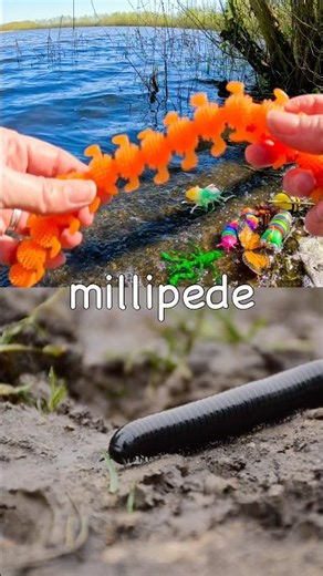 Learn Bug Insect Names for Kids at the Lake: Cockroach Millipede Cricket Spider Centipede