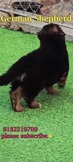 “German Shepherd Puppies 🐶 | Cute & Active Babies 😍” # puppies sale videos # dogs sale short videos