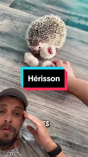 #hérisson #animal #animaux #animal_domestique